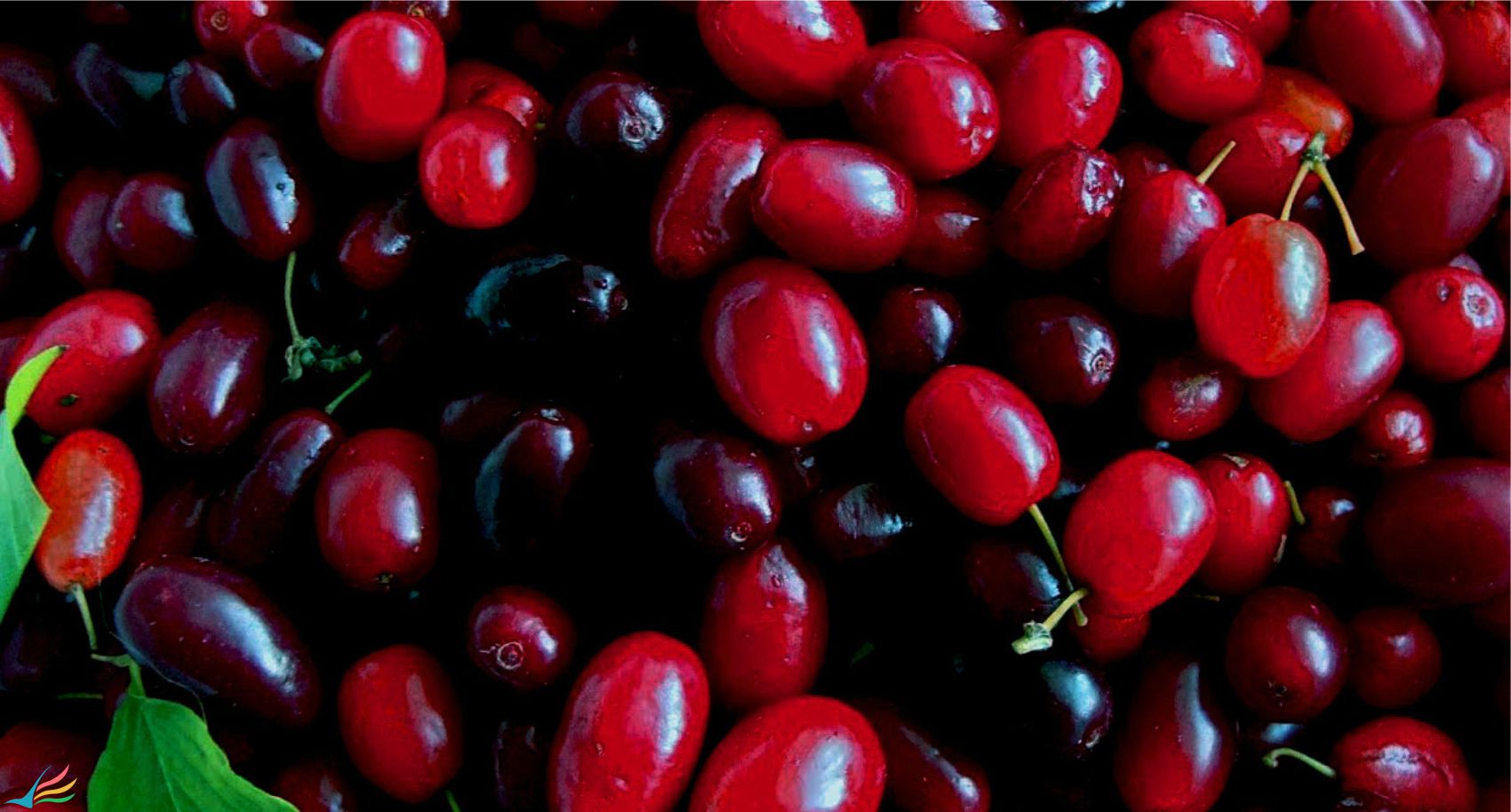 خوردن زغال اخته برای کنترل پوکی استخوان